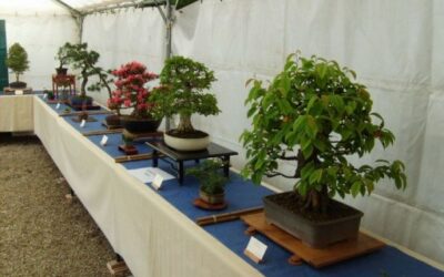 Exposition Jardins des Plantes – Mai 2009