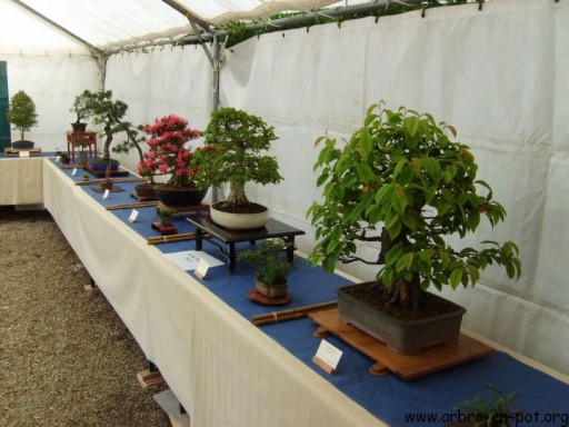 Exposition Jardins des Plantes – Mai 2009