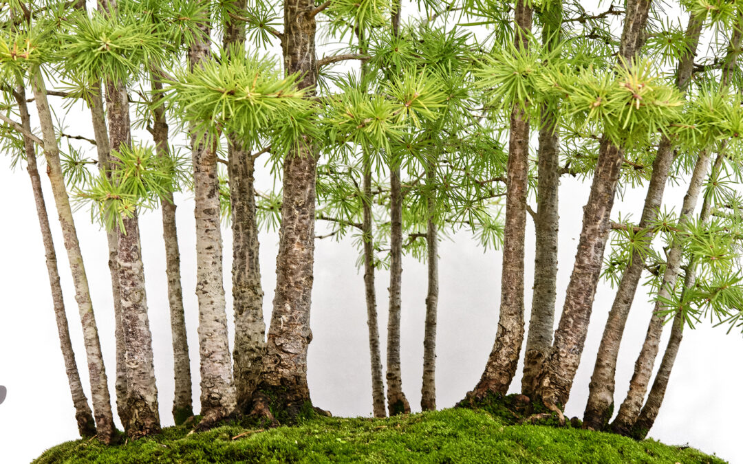 Construire une forêt