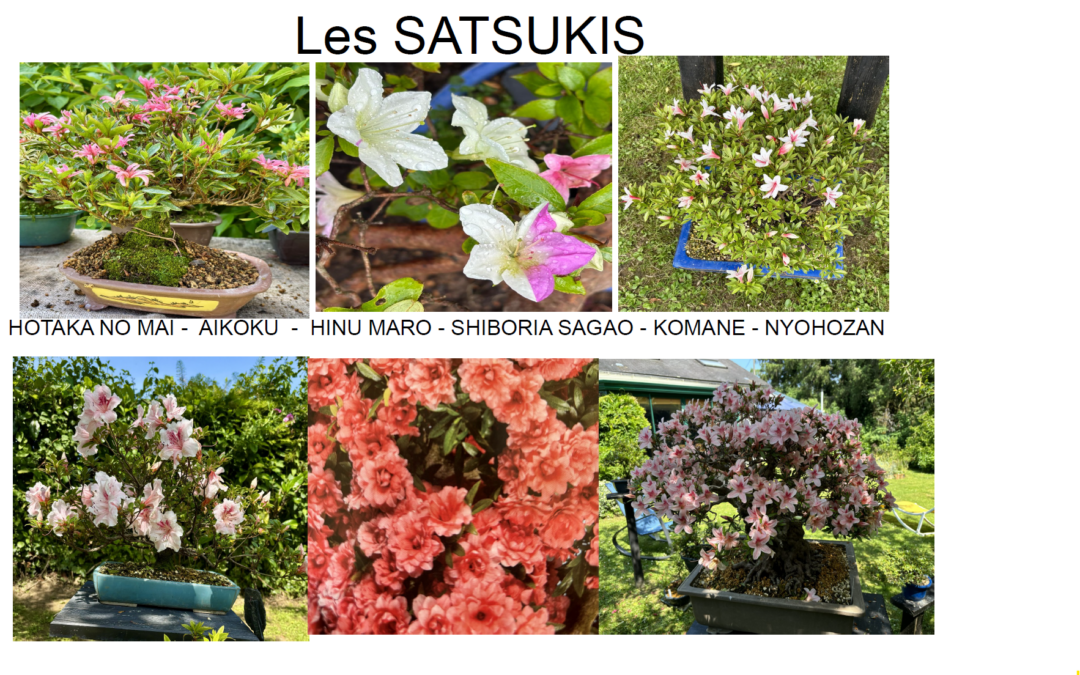 Les Satsukis